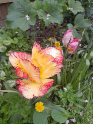 flowers